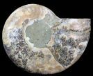 Agatized Ammonite Fossil (Half) #39637-1